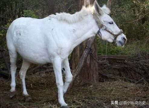 中國古代傳說級別的十大寶馬坐騎，排名第一的最後封為八部天龍