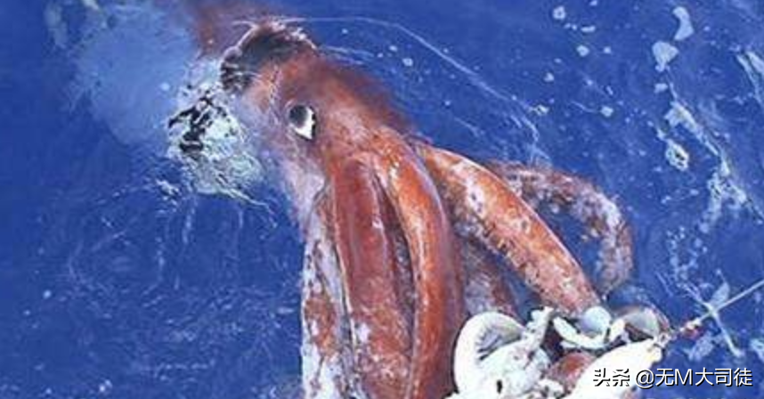 帶你深度認識真正的《加勒比海盜2·聚魂棺》